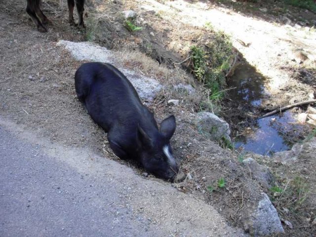 Vacances à moto en Corse 2009